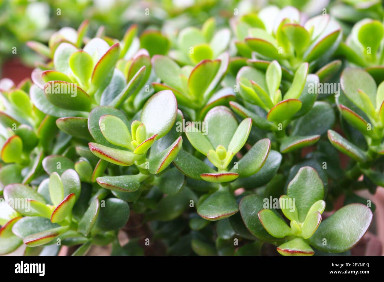 plant in cameron highland, malaysia Stock Photo - Alamy