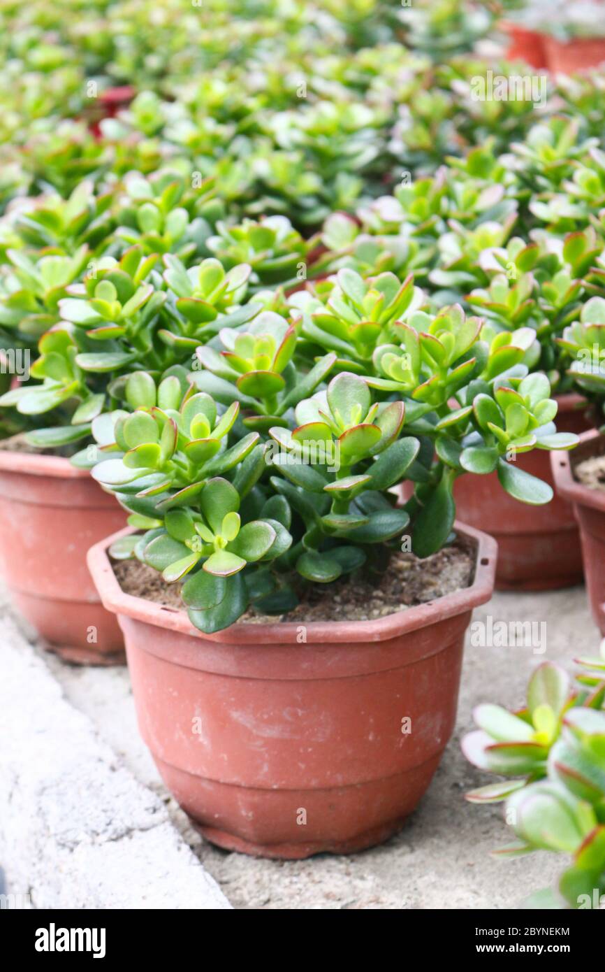 plant in cameron highland, malaysia Stock Photo - Alamy