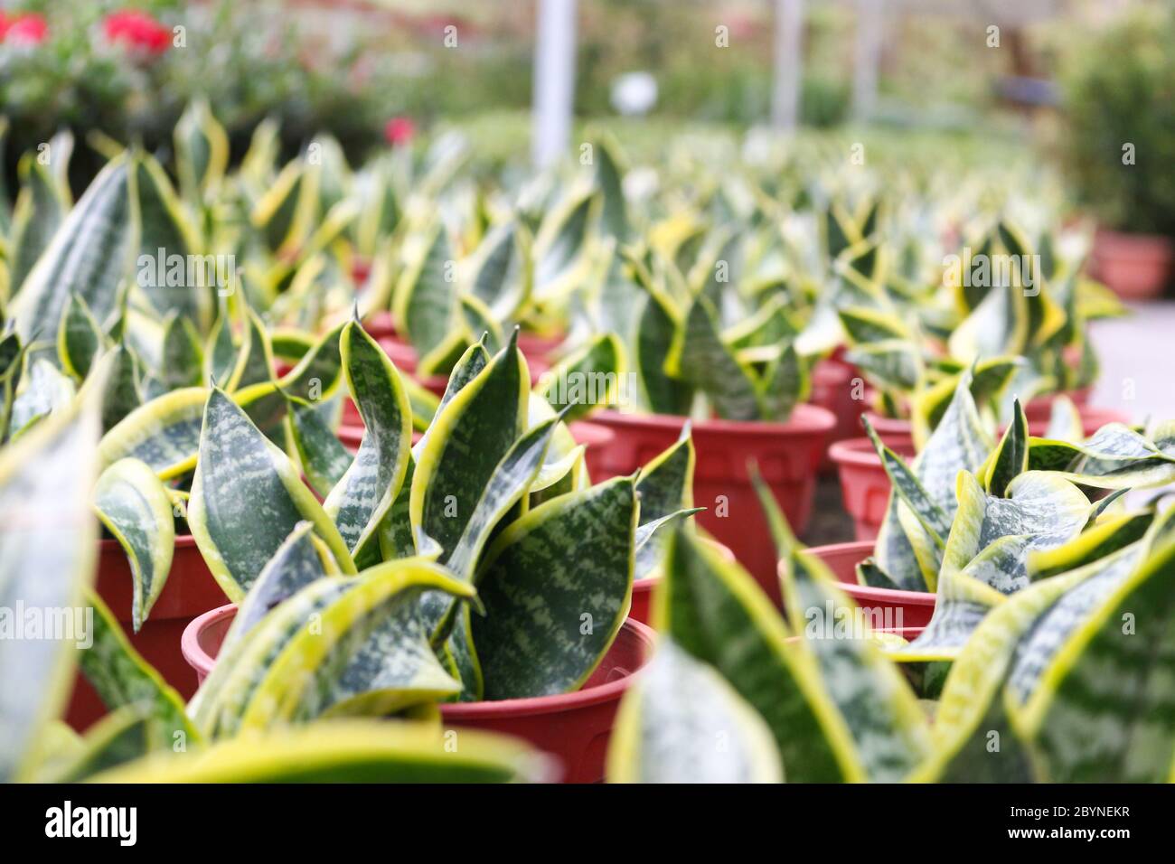 plant in cameron highland, malaysia Stock Photo - Alamy