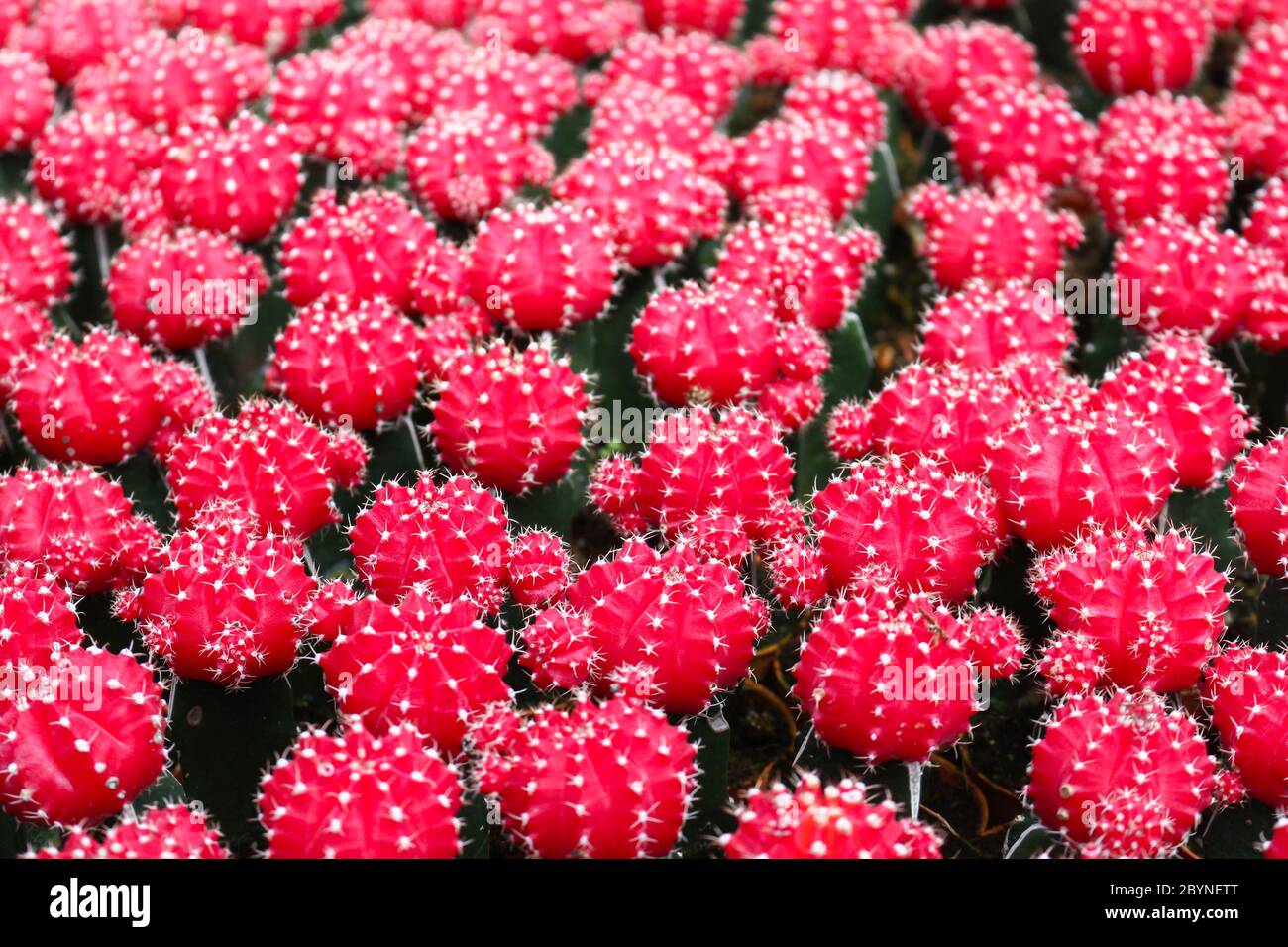 cactus in cameron highland, malaysia Stock Photo - Alamy