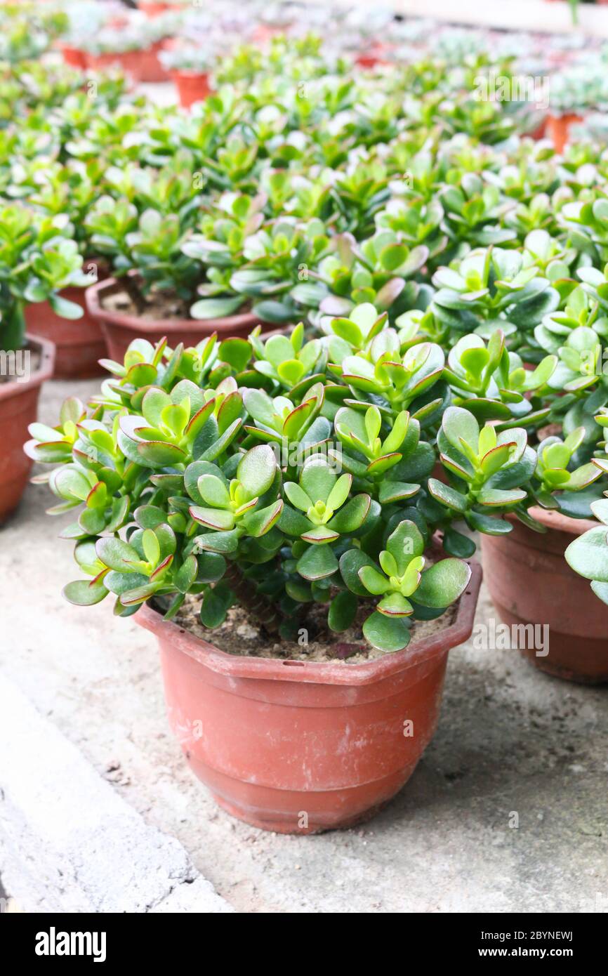 plant in cameron highland, malaysia Stock Photo - Alamy