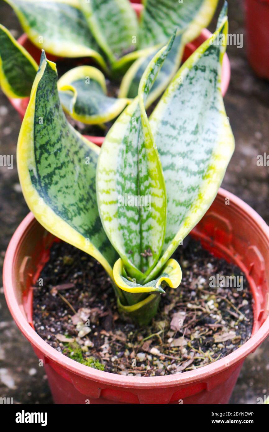 plant in cameron highland, malaysia Stock Photo - Alamy