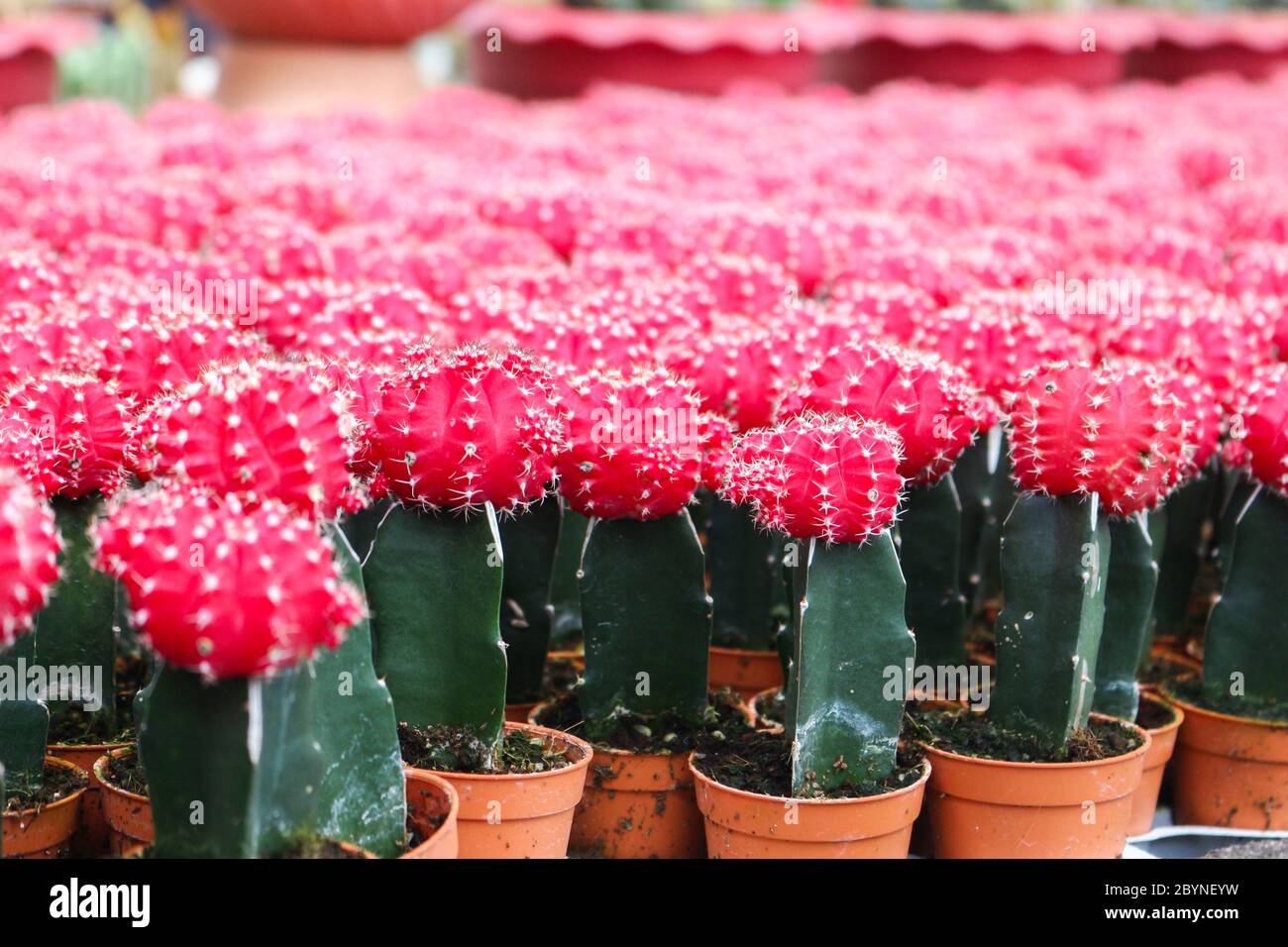 cactus in cameron highland, malaysia Stock Photo - Alamy