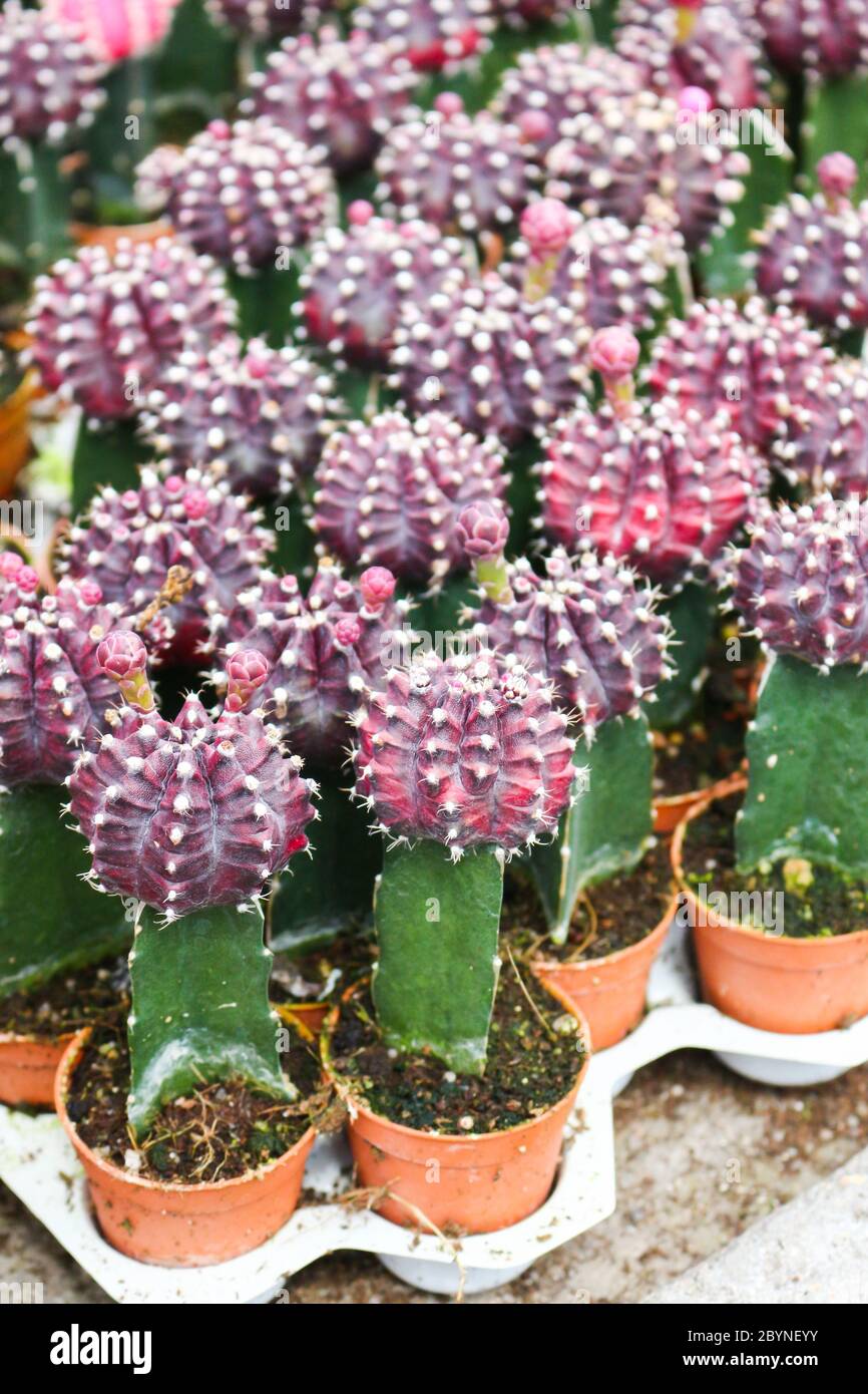 cactus in cameron highland, malaysia Stock Photo - Alamy