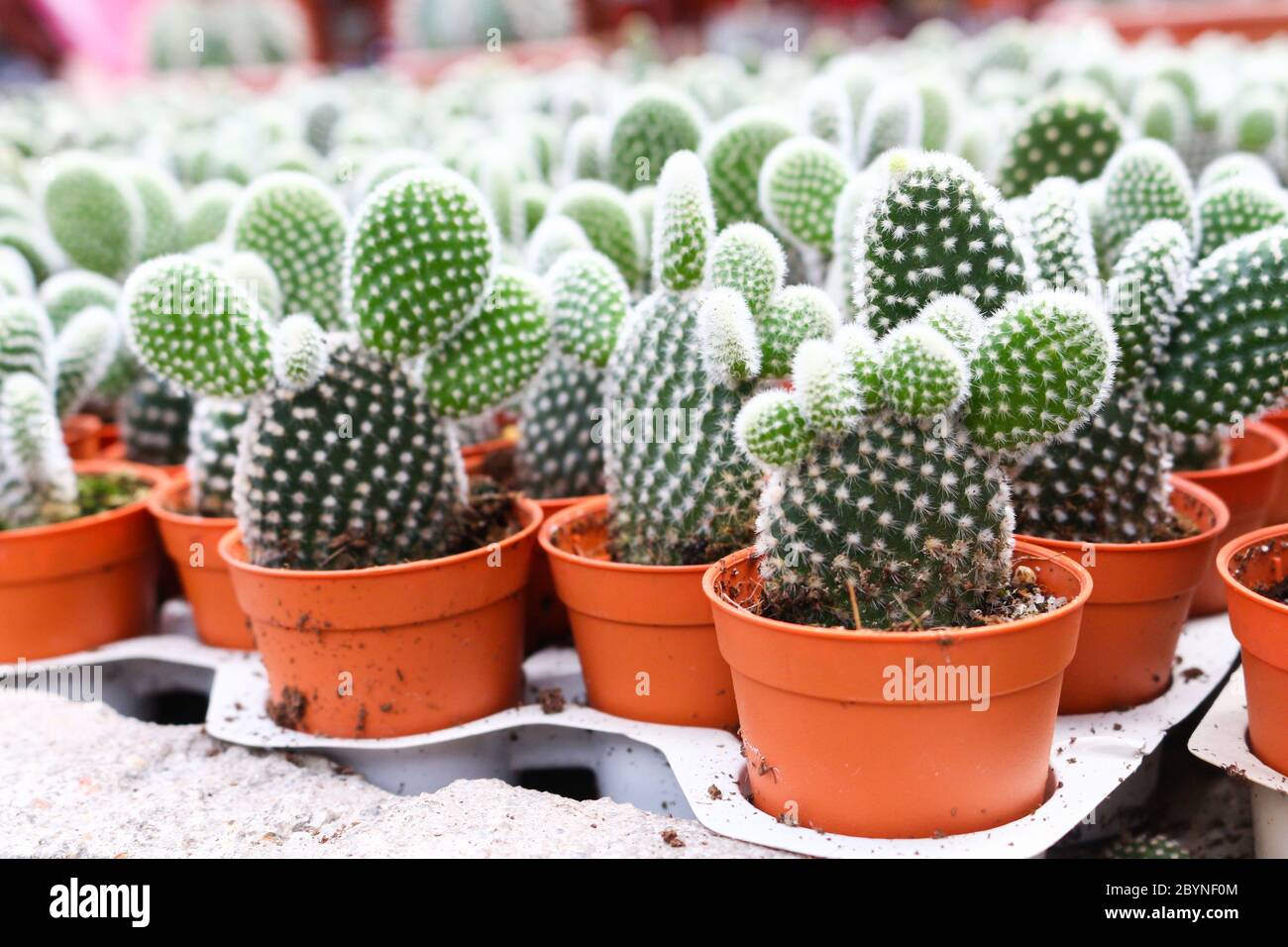 cactus in cameron highland, malaysia Stock Photo - Alamy