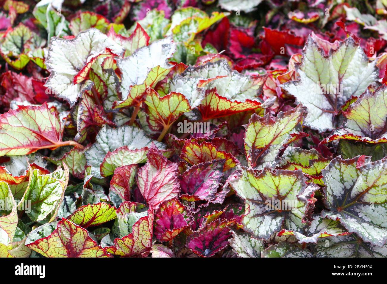 plant in cameron highland, malaysia Stock Photo - Alamy