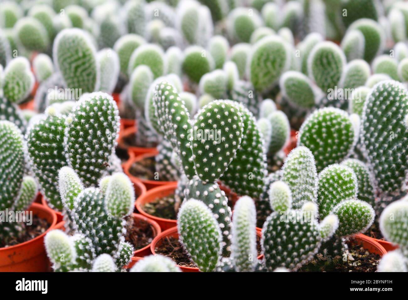 cactus in cameron highland, malaysia Stock Photo - Alamy