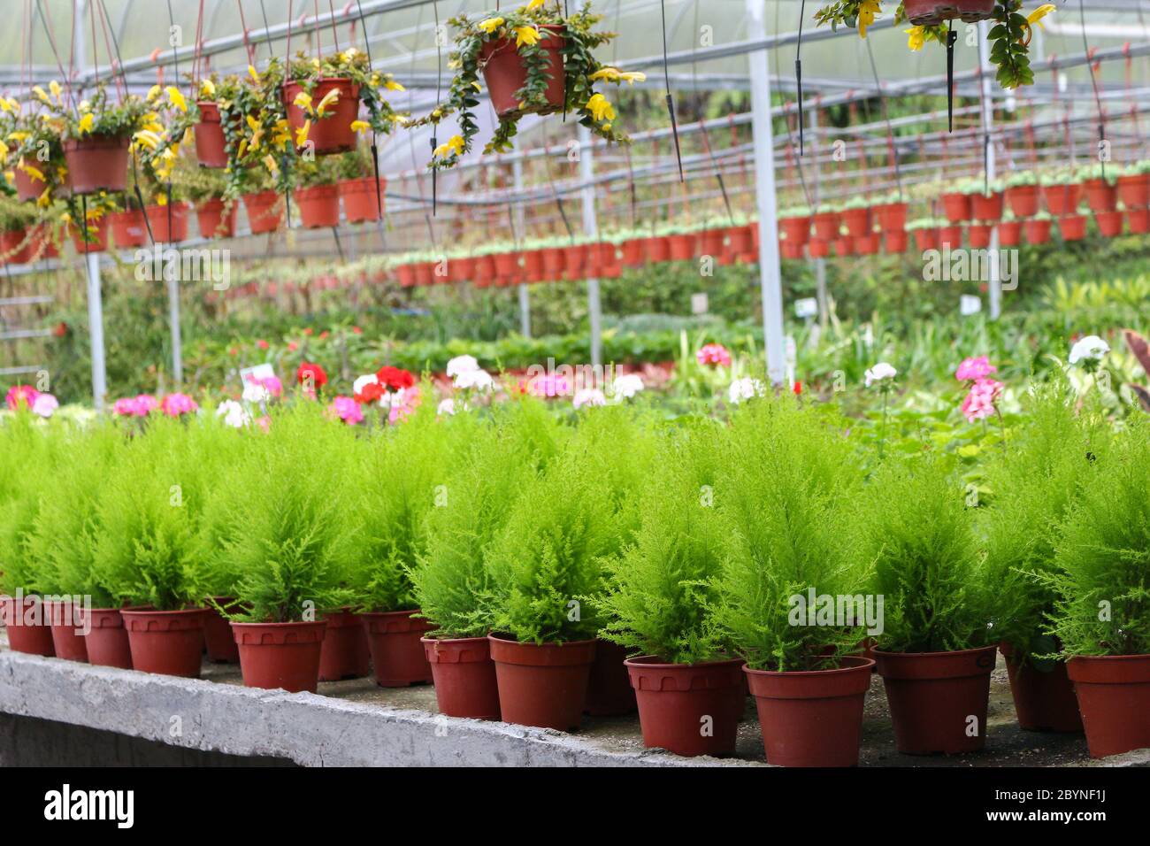 plant in cameron highland, malaysia Stock Photo - Alamy