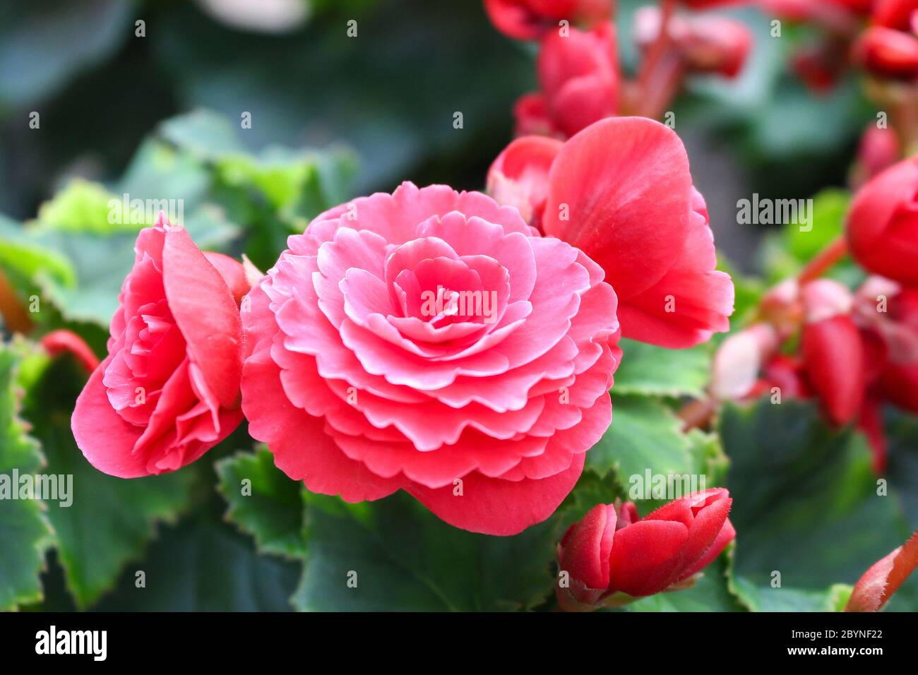 plant in cameron highland, malaysia Stock Photo - Alamy