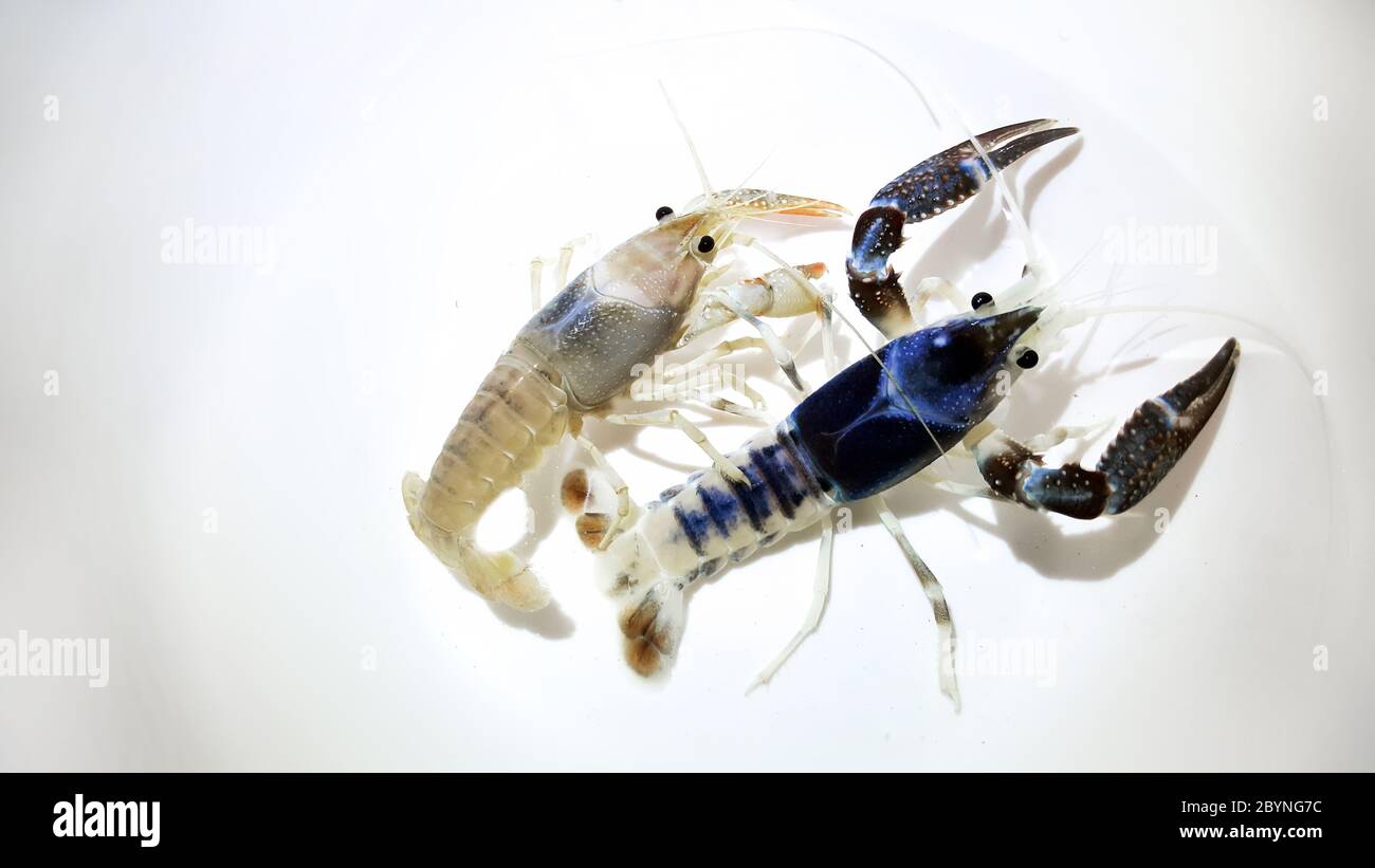 crayfish ghost breeding isolated on white background Stock Photo