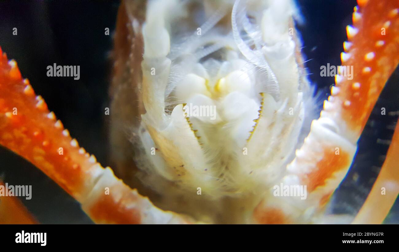 close-up crayfish ghost isolated on white background Stock Photo