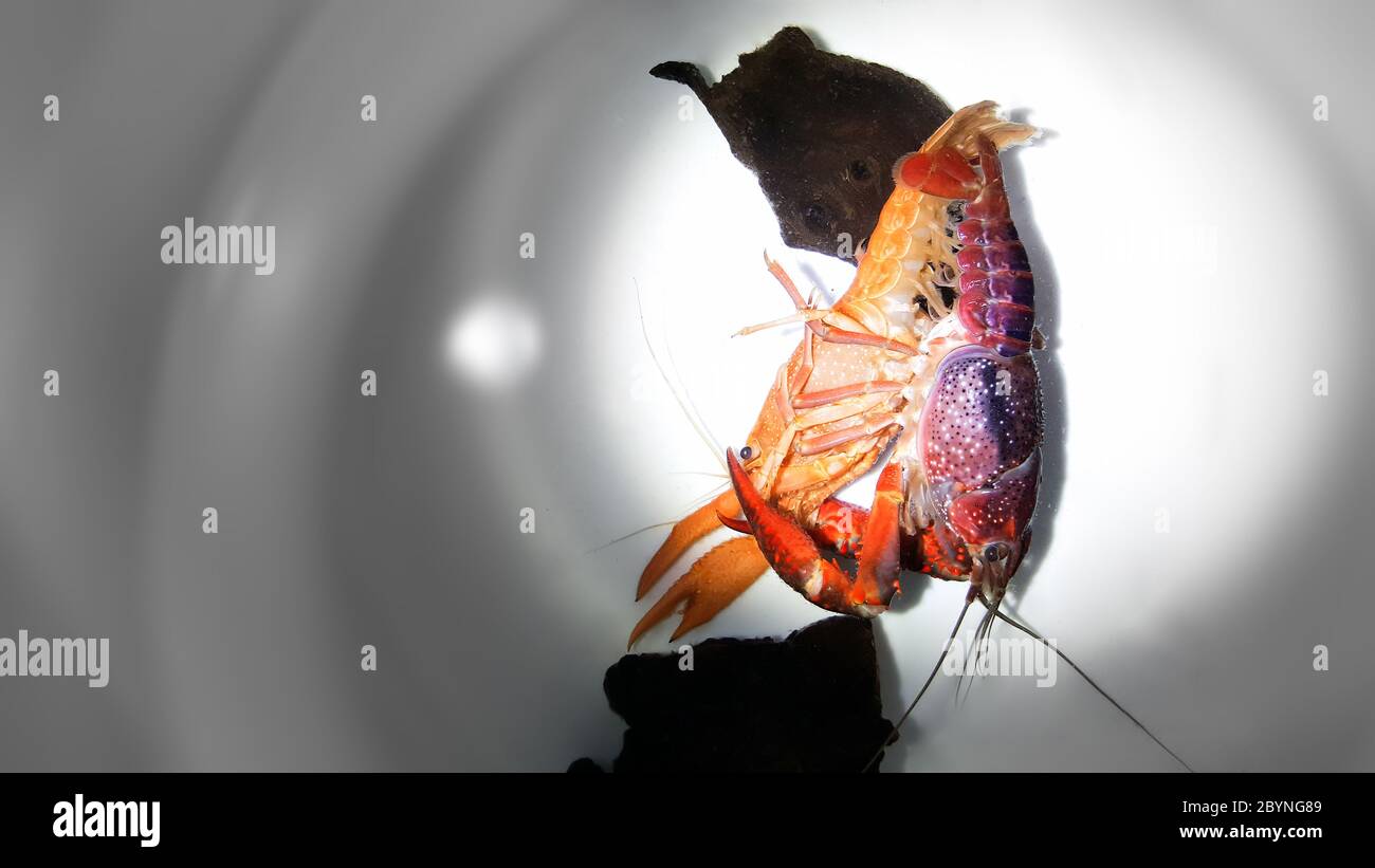 crayfish ghost breeding isolated on white background Stock Photo