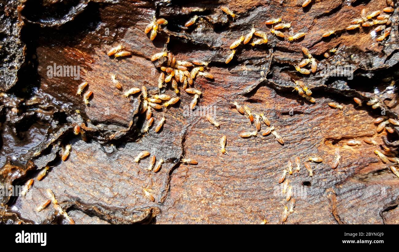 termites eat wood Stock Photo Alamy
