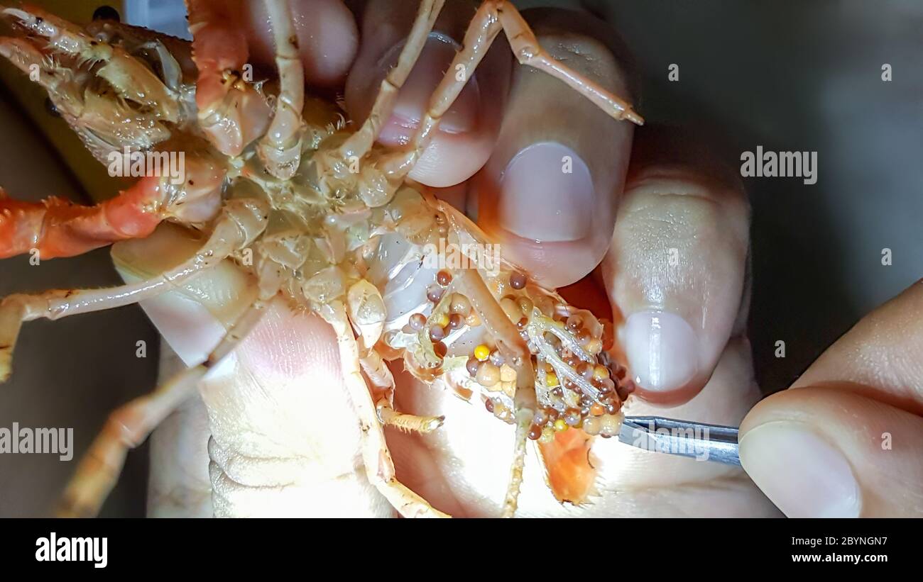 crayfish ghost with bad eggs Stock Photo