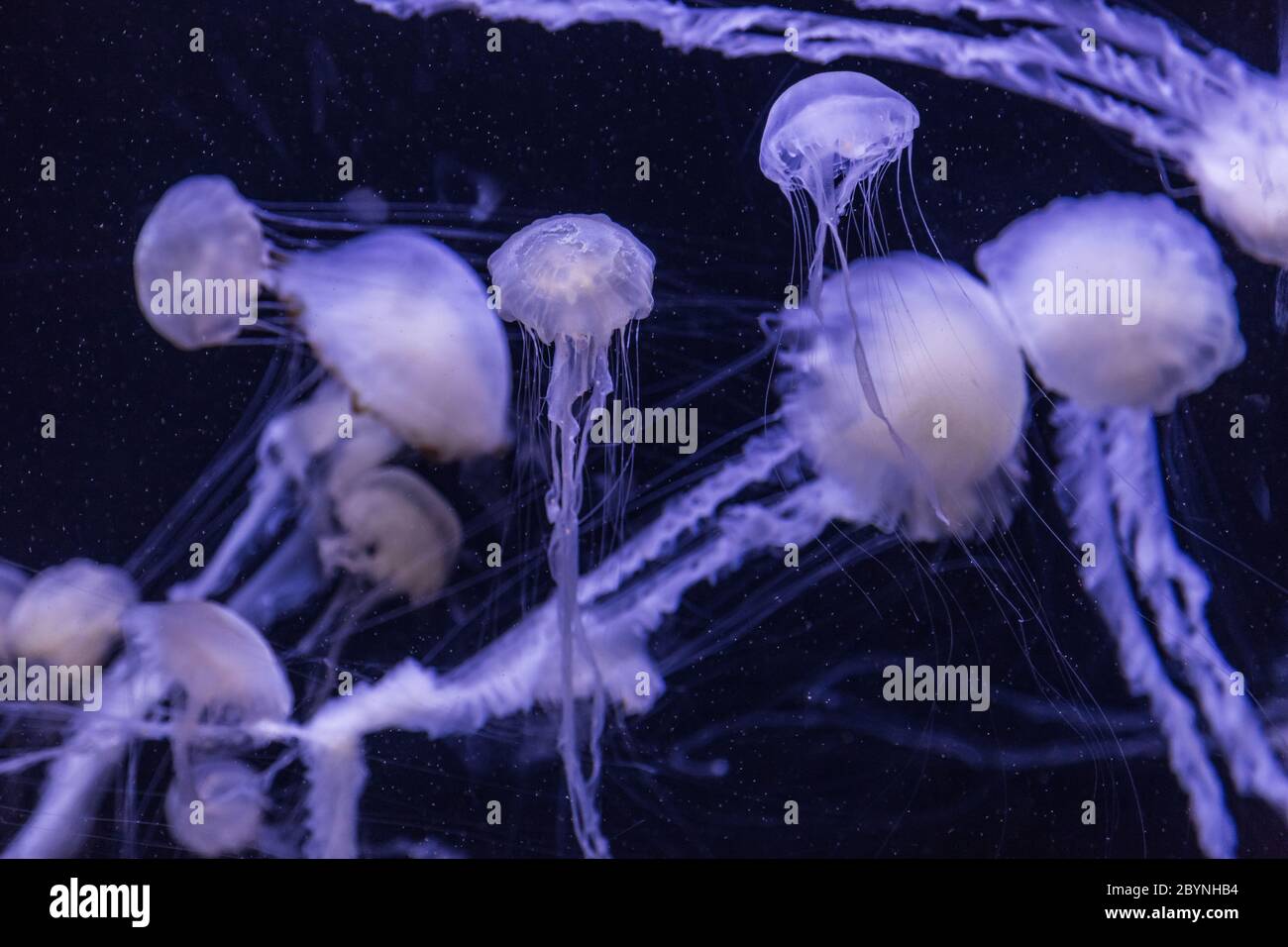 Beautiful jellyfish moving slowly in aquarium in Dubai Stock Photo