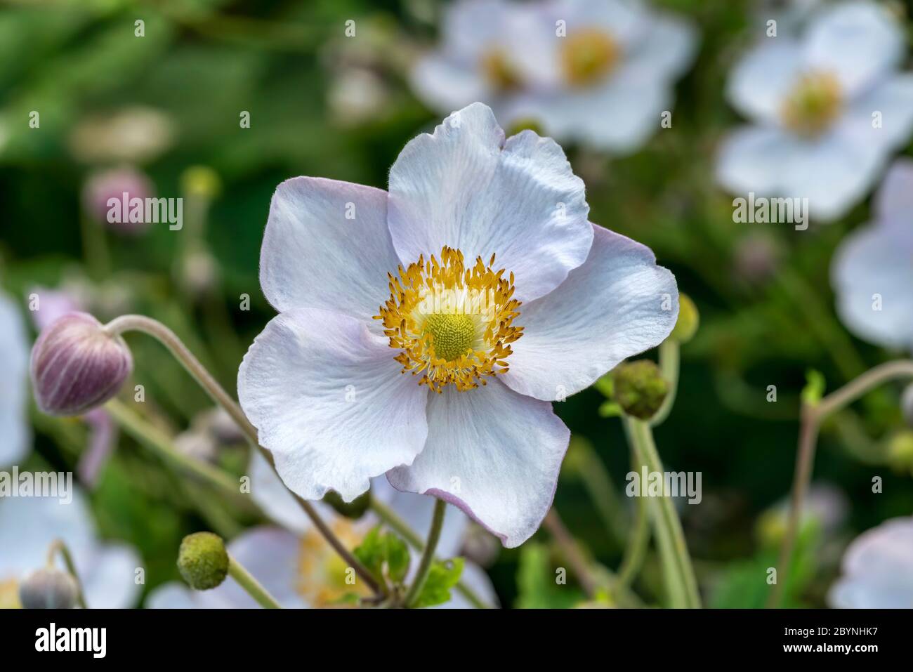 Anemone rivularis a white blue herbaceous perennial summer autumn ...