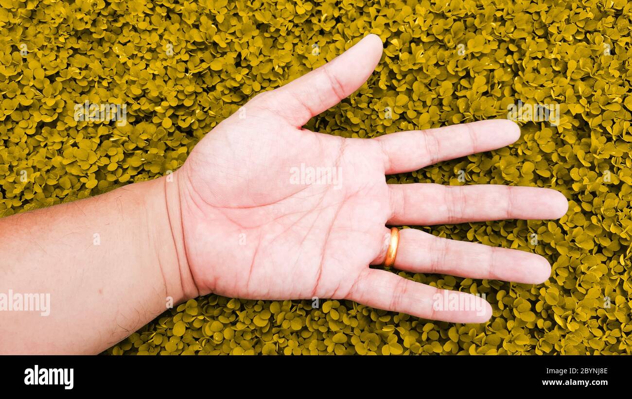 relax with hand on yellow gold color grass background, desmodium triflorum Stock Photo