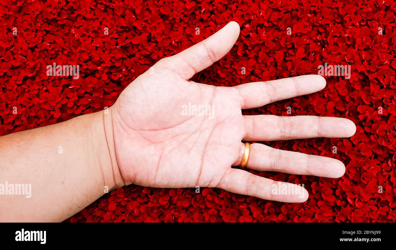 relax with hand on red rose color grass background, desmodium triflorum Stock Photo
