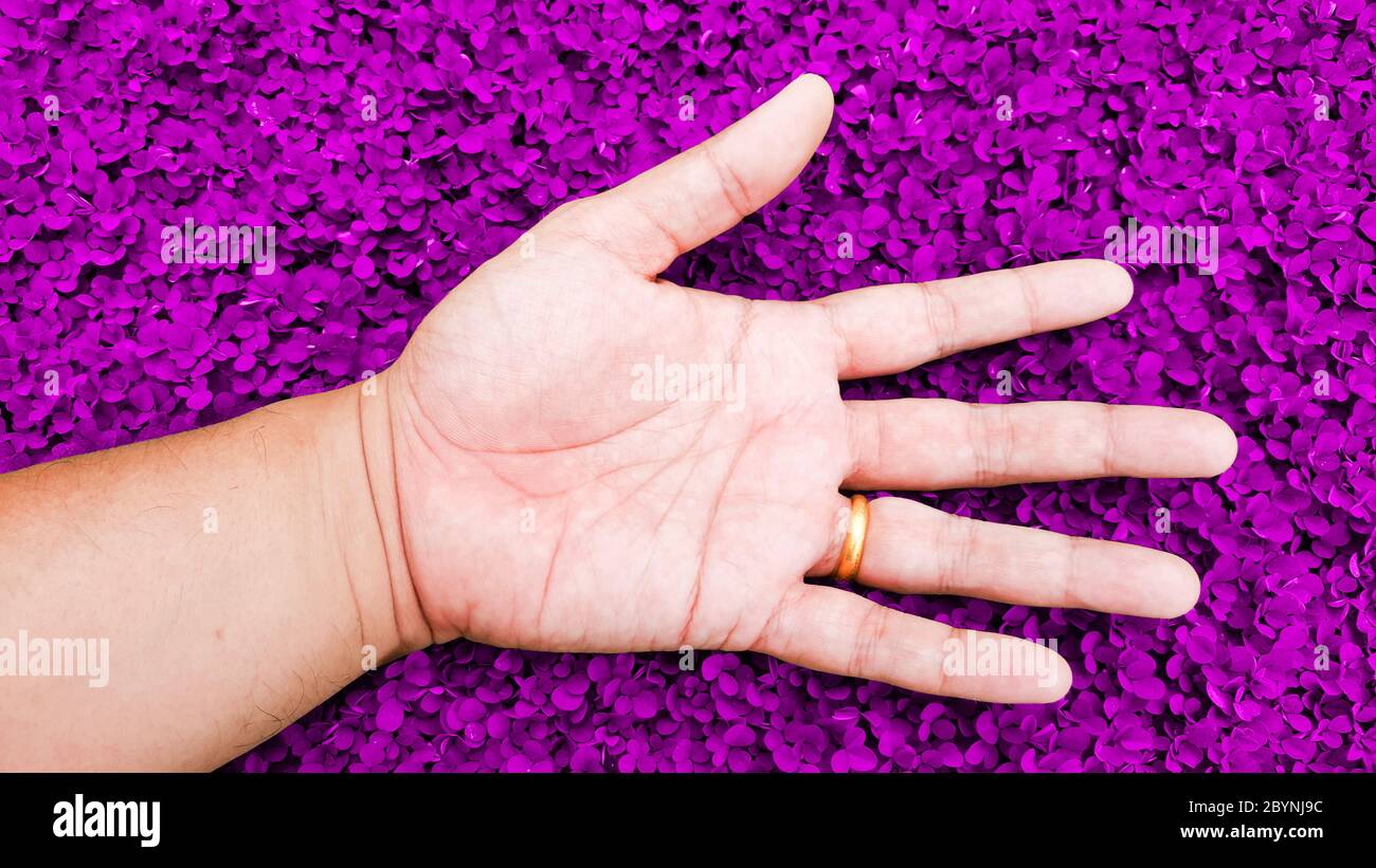 relax with hand on purple color grass background, desmodium triflorum Stock Photo