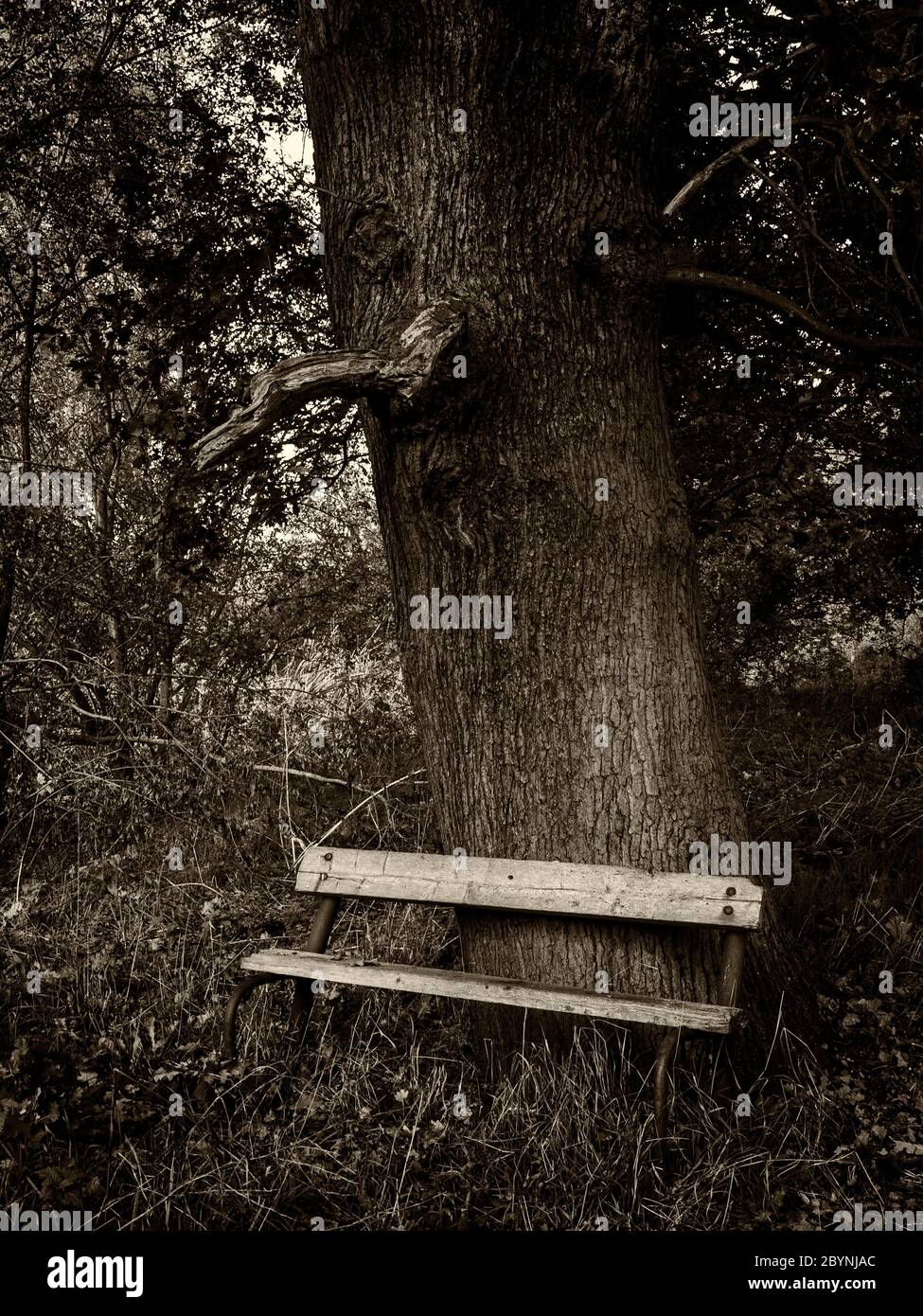 Black and white oak trees hi-res stock photography and images - Alamy