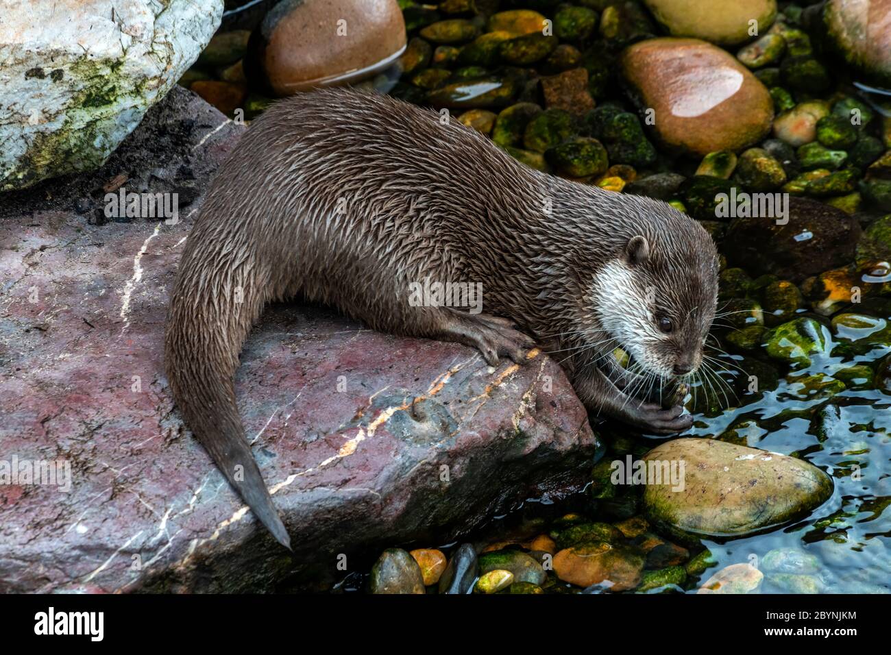Asian Short Clawed Otter (Amblonyx cinerea) feeding at a river it is now and endangered species stock photo Stock Photo