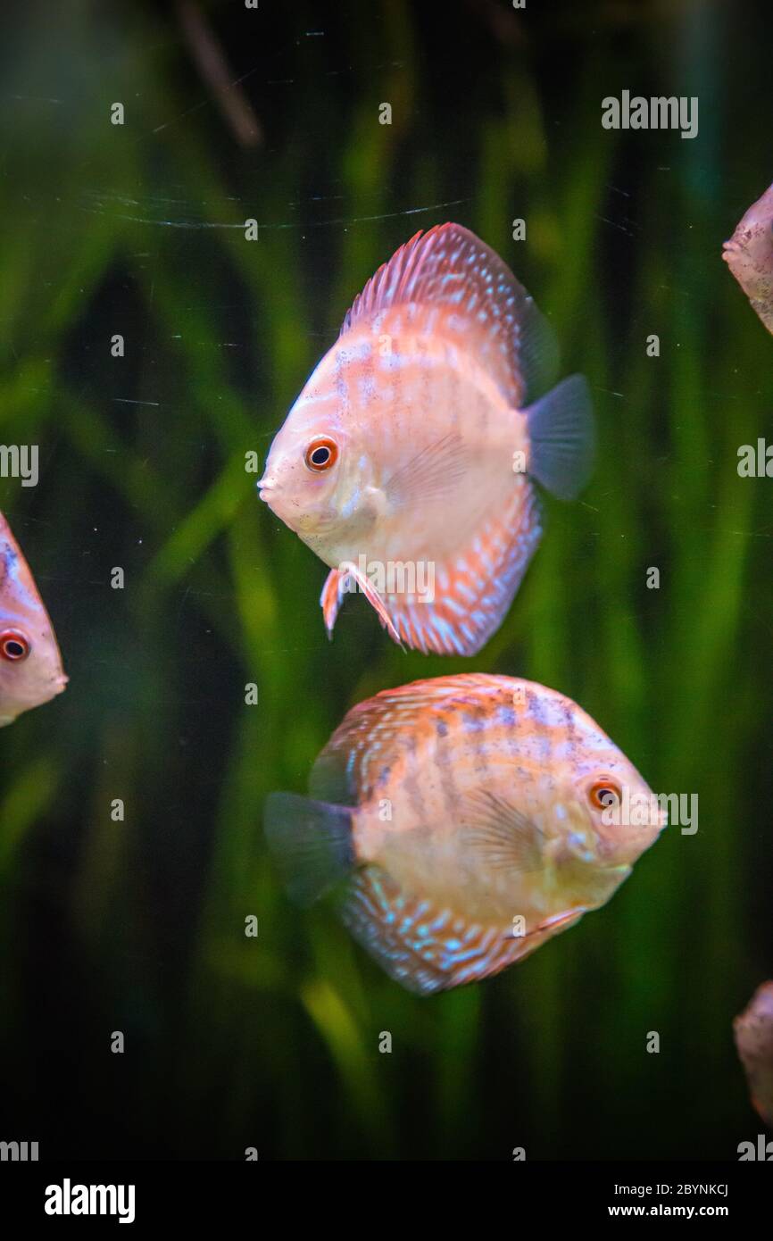 Aquarium with tropical fish of the Symphysodon discus spieces Stock Photo