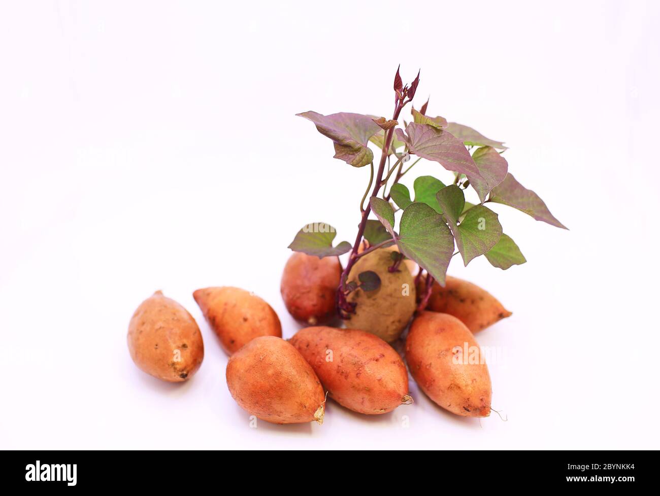 sweet potato growing the leave Stock Photo Alamy