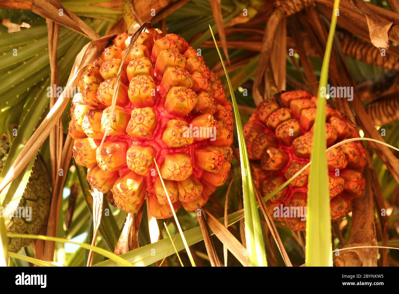 Pandanus odoratissimus (Kewda Stock Photo Alamy