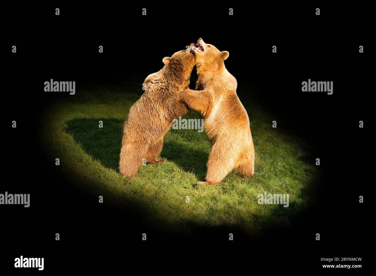 Eurasian brown bear (Ursus arctos arctos) Two Bears Standing Stock ...