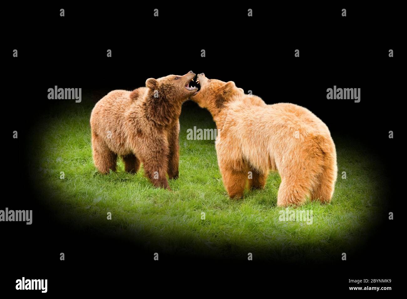 Eurasian brown bear (Ursus arctos arctos) Two Bears Standing Stock ...