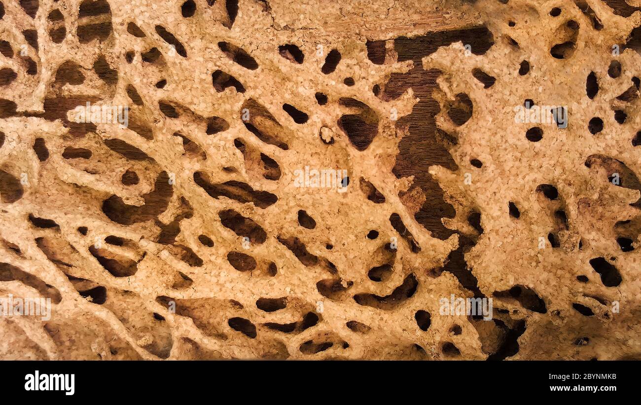 termite wall damage texture background Stock Photo - Alamy