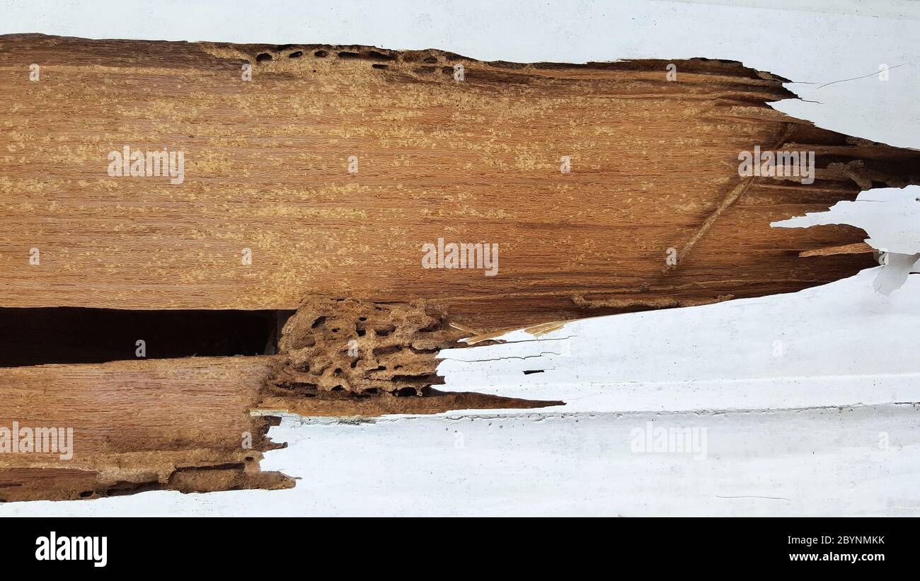 termite wall damage texture background Stock Photo - Alamy