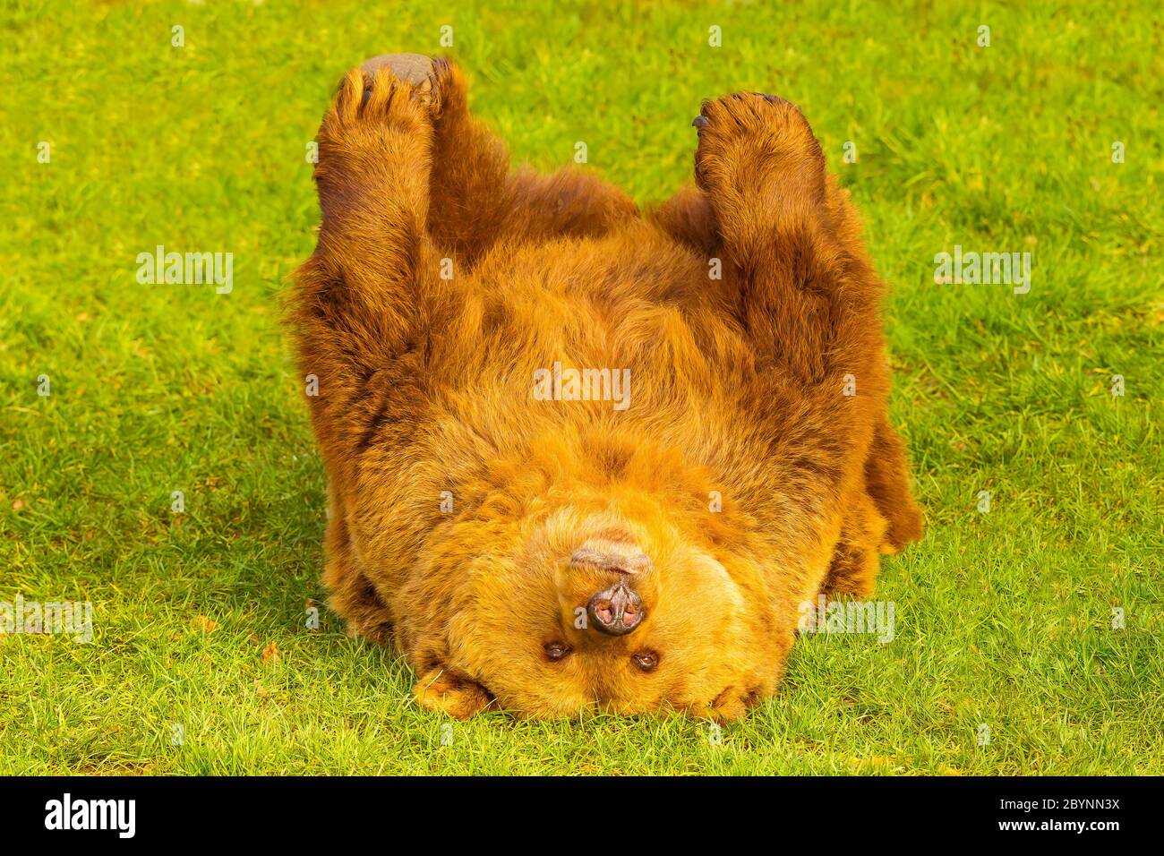 Eurasian brown bear (Ursus arctos arctos) Standing on Grass Stock Photo ...
