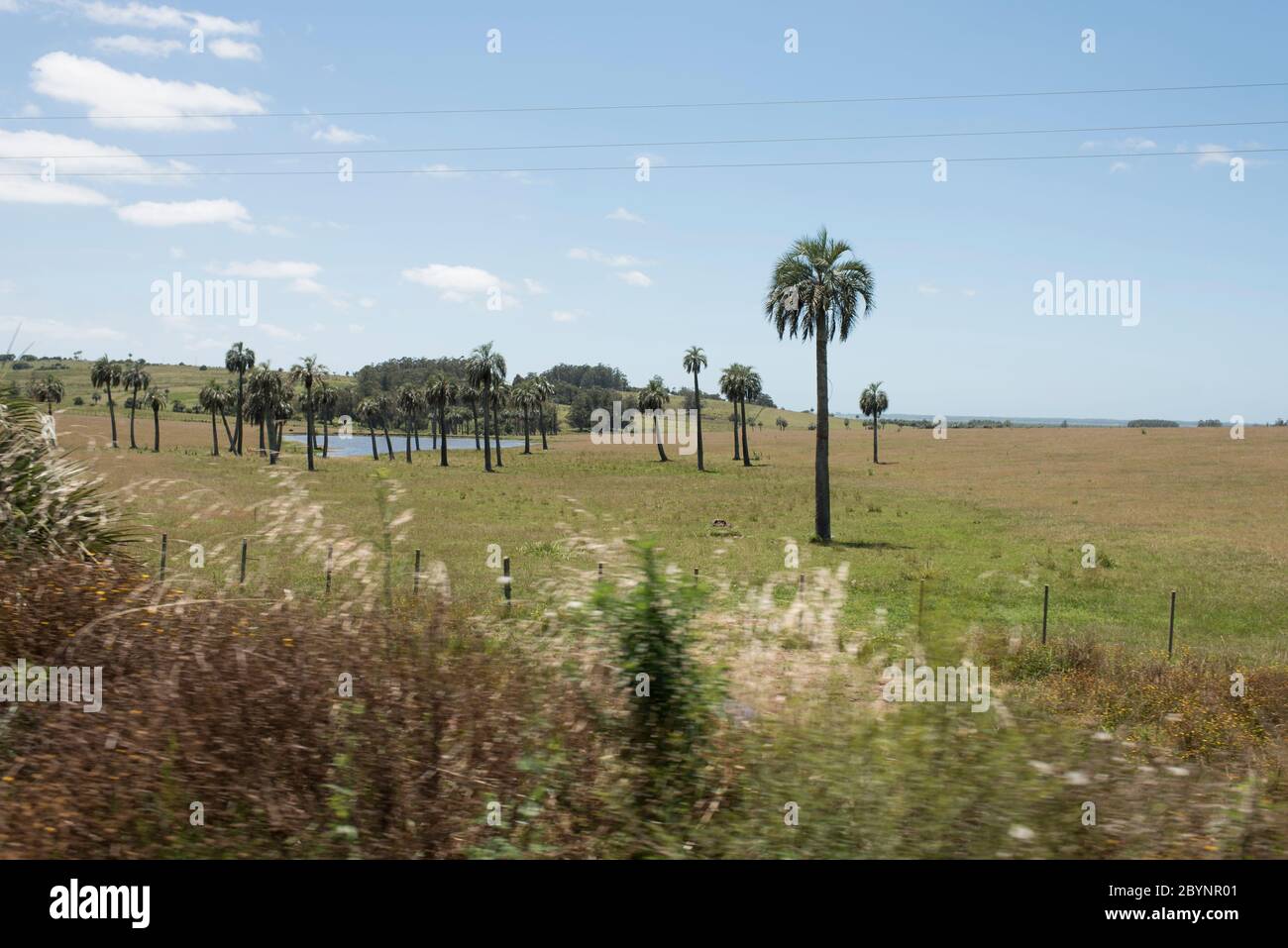 Field of butia palm trees, butia capitata, on the sides of the Camino del Indio, a rural tourist route in the Department of Rocha, Uruguay Stock Photo