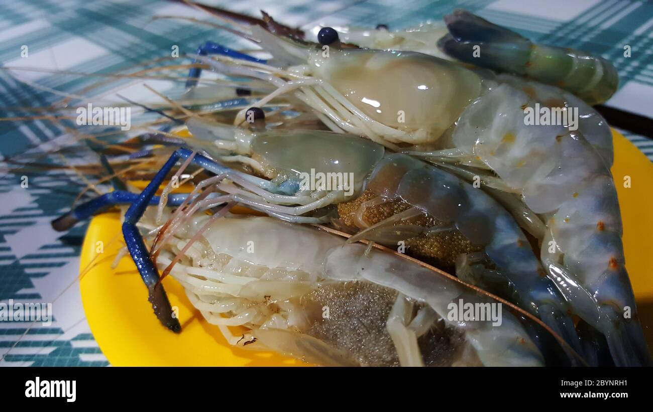 giant river prawn, giant freshwater prawn with shrimp eggs Stock