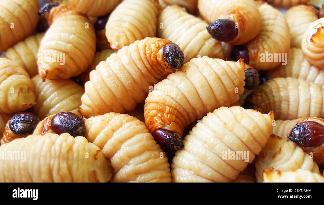 sago worm, larvae from the red palm weevil Stock Photo Alamy