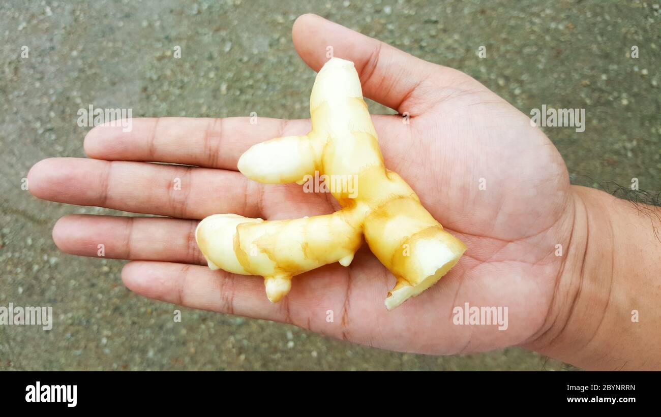 white turmeric, curcuma mangga organic on hand Stock Photo
