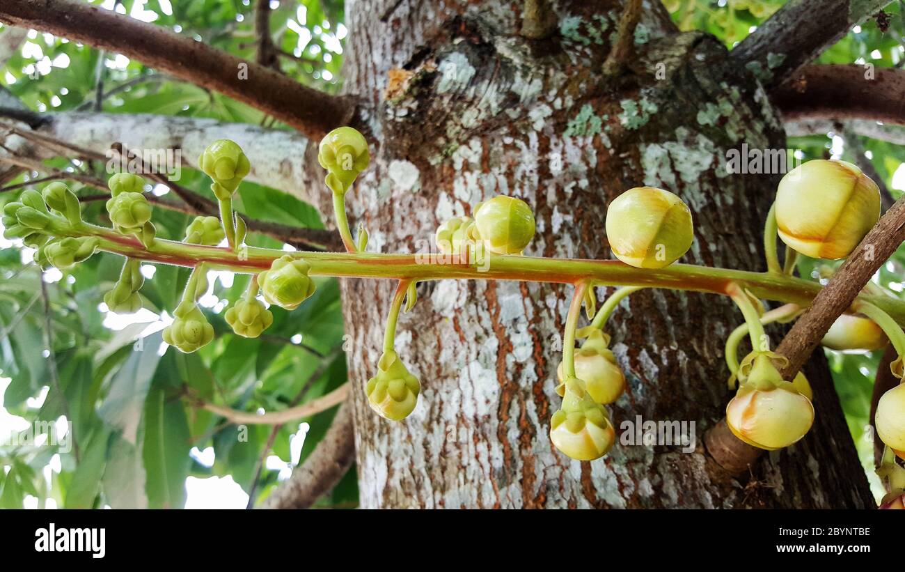 close-up sala tree, shorea robusta, flower and fruit Stock Photo