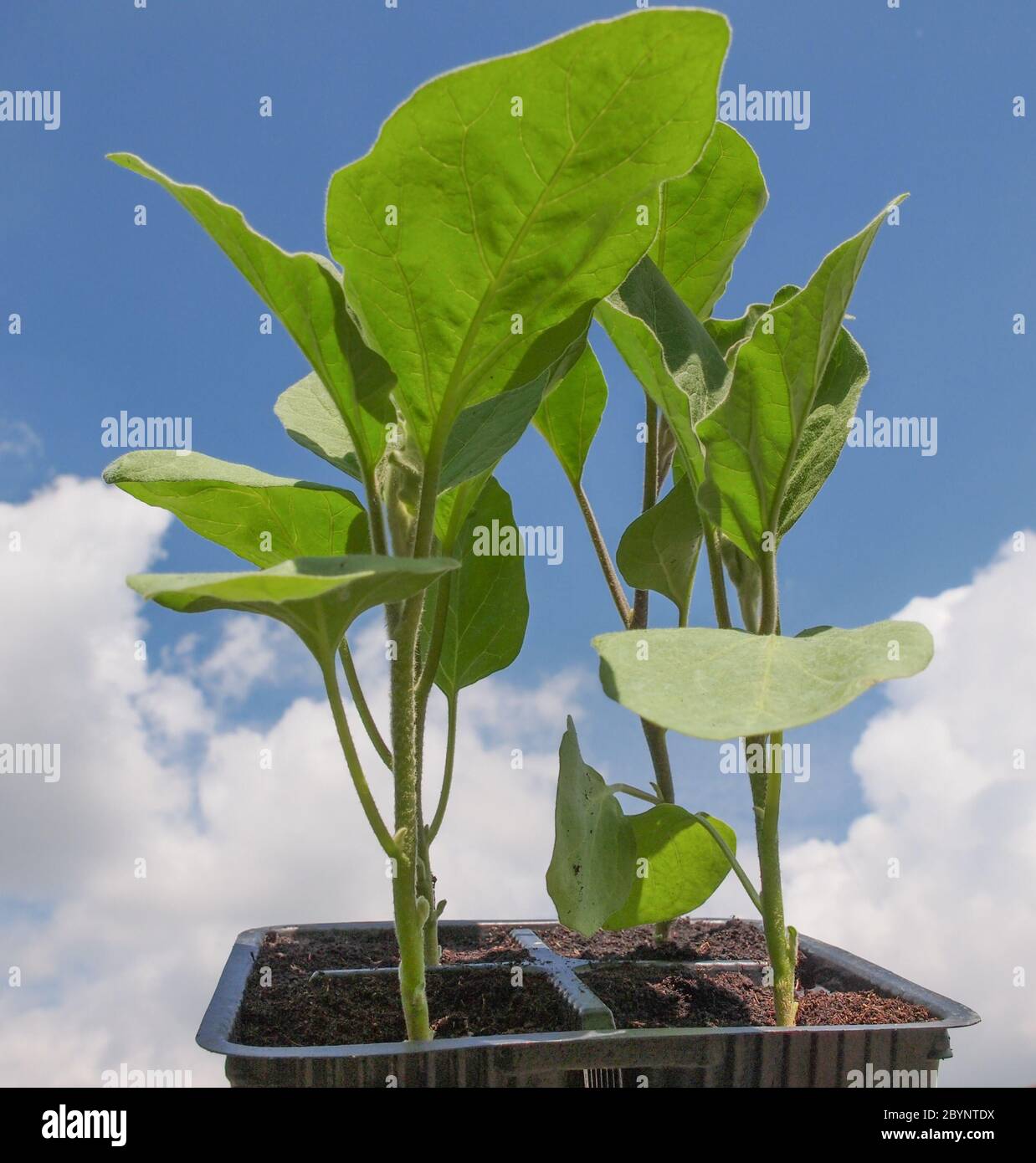 Plug aubergine plant Stock Photo Alamy