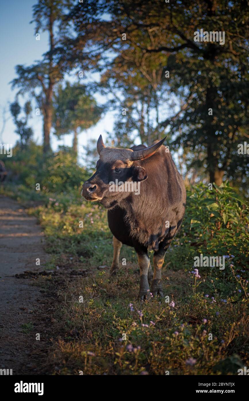 Nagaland state animal hi-res stock photography and images - Alamy