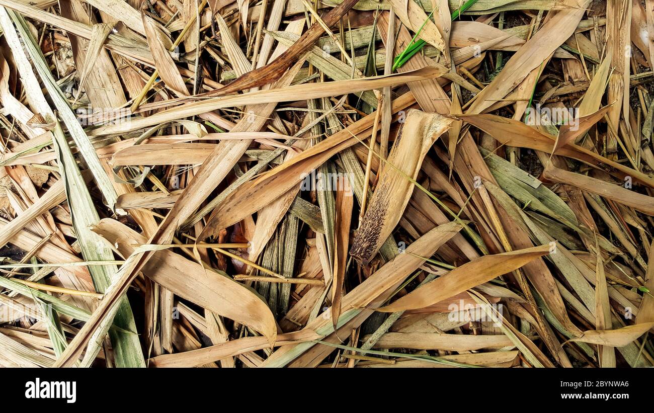 old dried bamboo leaves, texture background Stock Photo