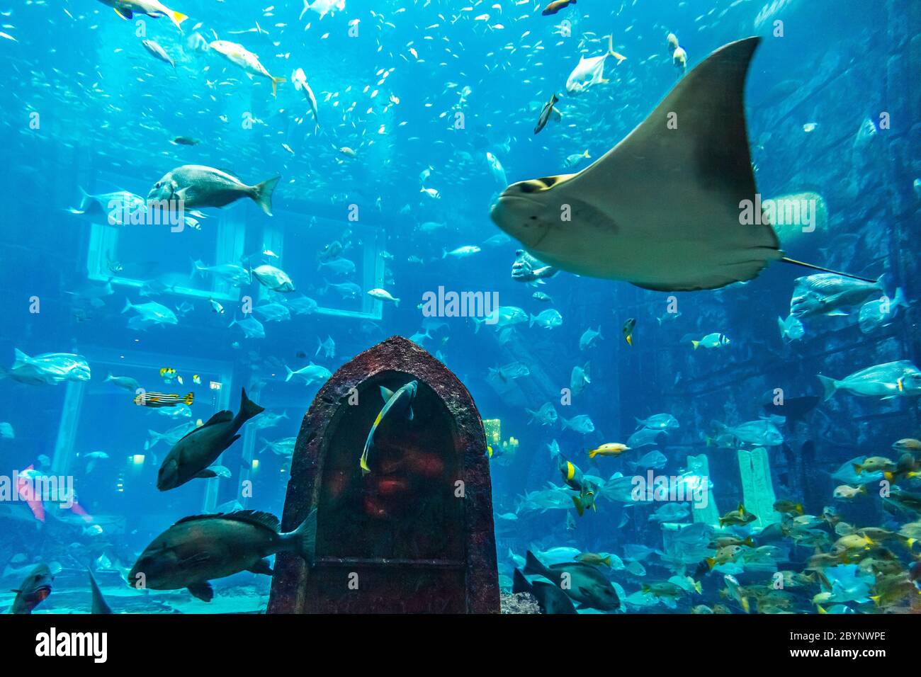 Aquarium tropical fish on a coral reef Stock Photo - Alamy