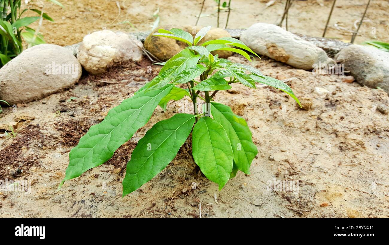 close-up avocado tree grow up from seed Stock Photo
