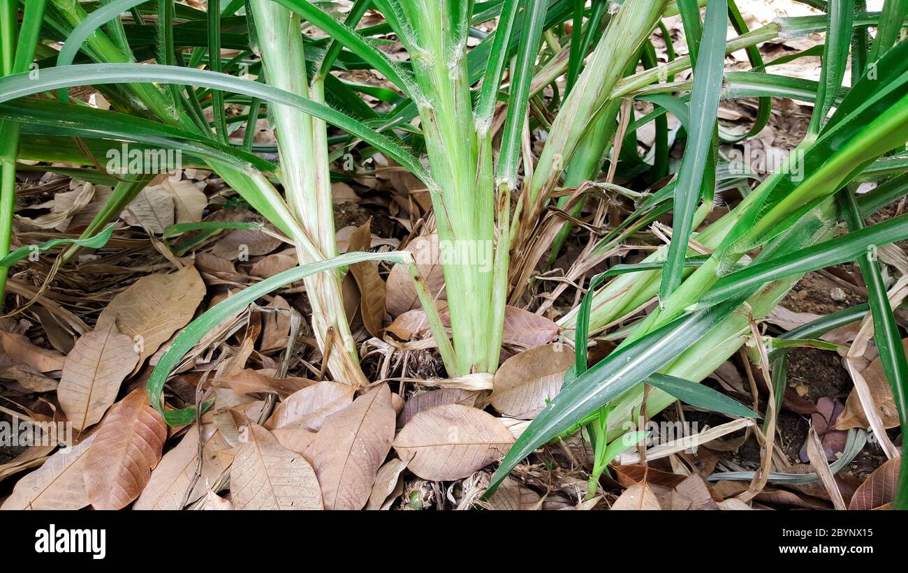 Elephant grass (Pennisetum purpureum)