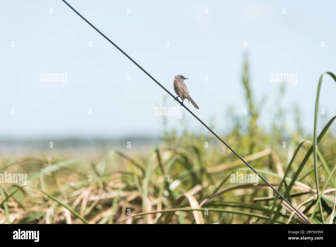 Sooty tyrannulet, Serpophaga nigricans, perched on a wire next to the Camino del Indio bird lookout, in Rocha, Uruguay Stock Photo