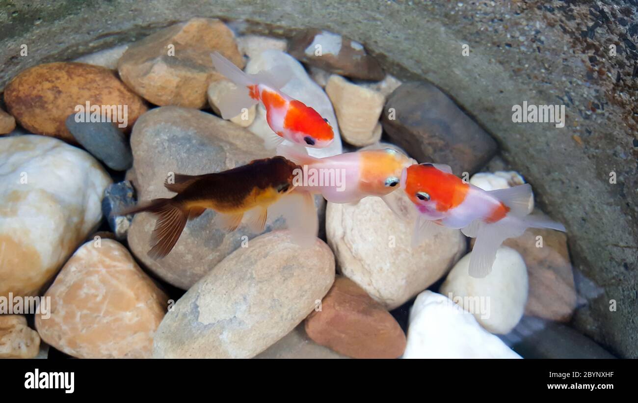 close-up goldfish in water Stock Photo - Alamy