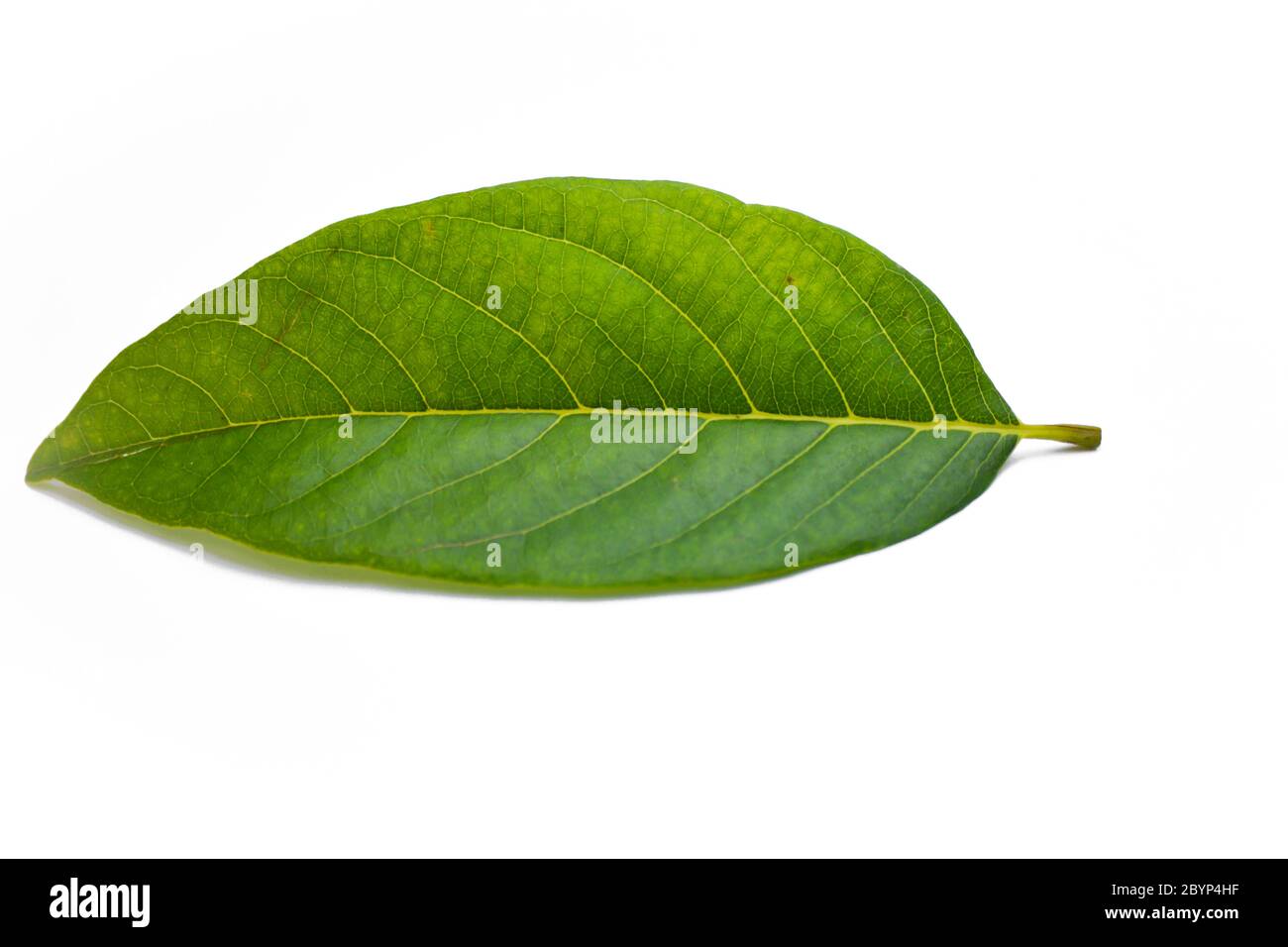 Sugar Apple leaf isolated on white background Stock Photo Alamy