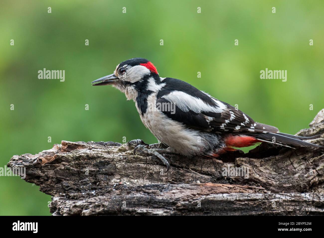 Great spotted woodpecker / greater spotted woodpecker (Dendrocopos major) male foraging on tree stump Stock Photo