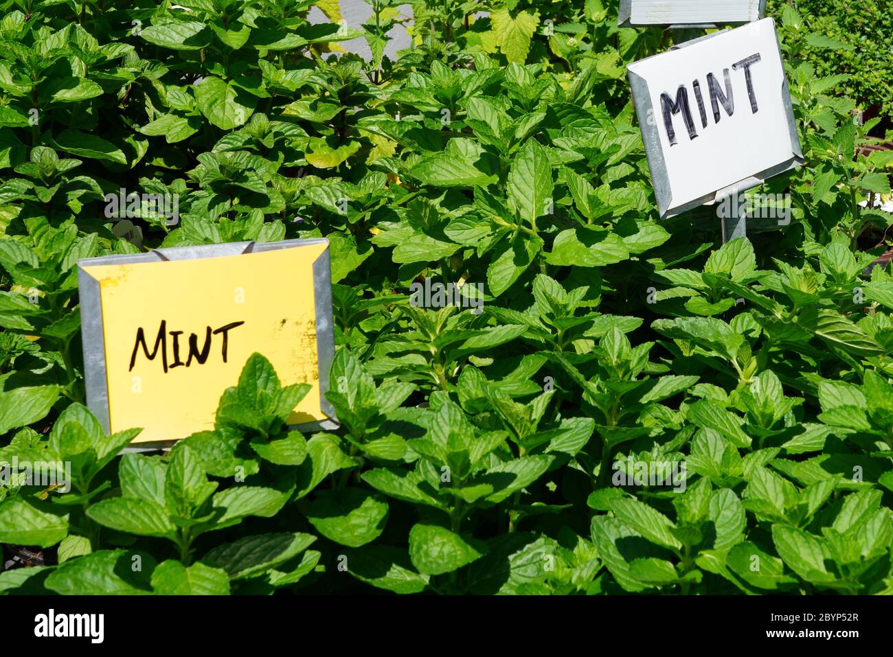 Fresh mint plant growing in the herb garden Stock Photo Alamy