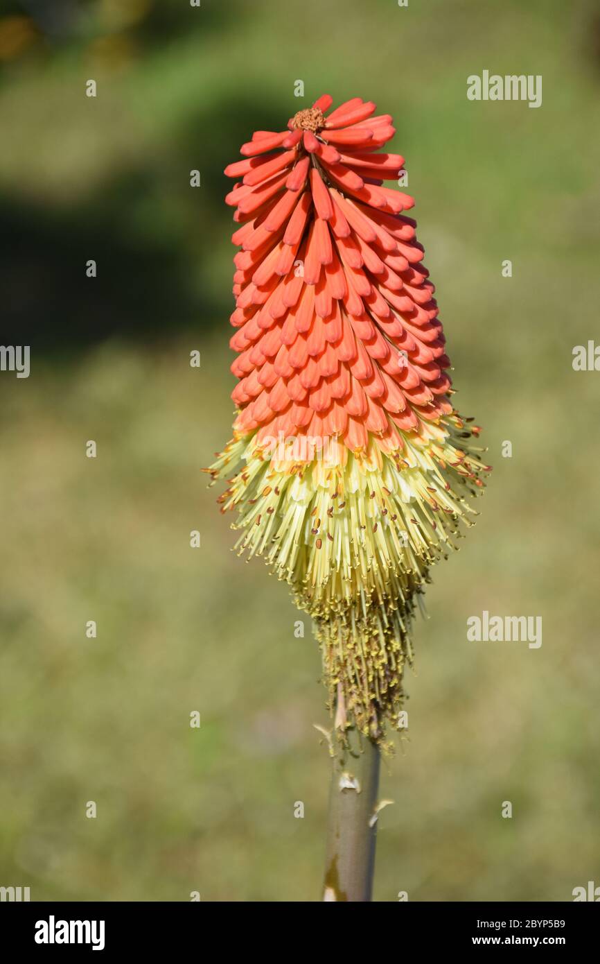 The Kniphofia or Fire Poker Plant in Bloom. Stock Photo